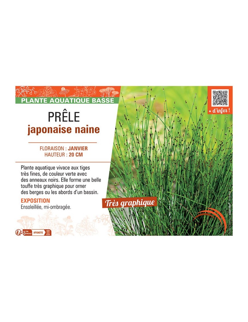 PRELE JAPONAISE NAINE