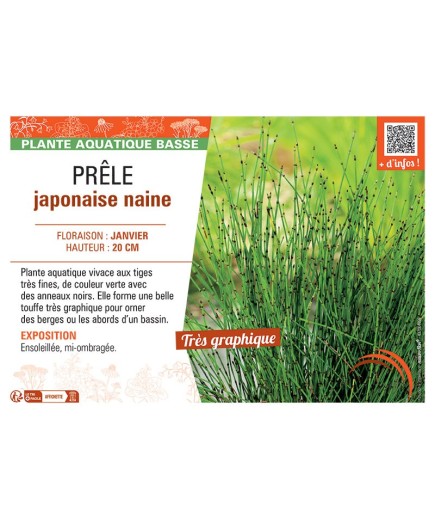 PRELE JAPONAISE NAINE