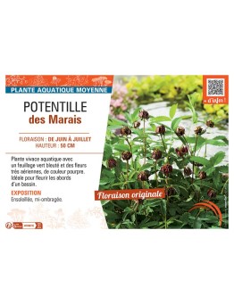 POTENTILLE DES MARAIS