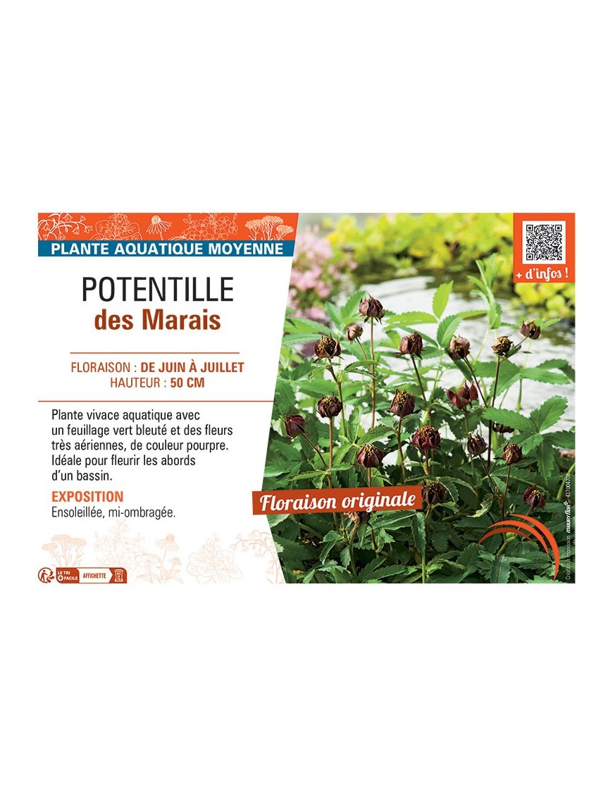 POTENTILLE DES MARAIS