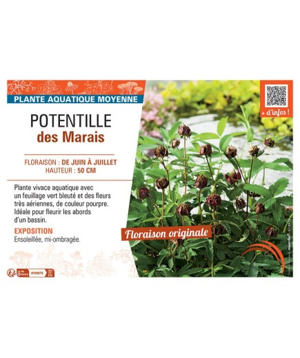 POTENTILLE DES MARAIS