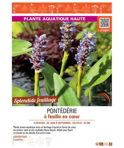 PONTEDERIE à FEUILLE EN CŒUR (bleu)