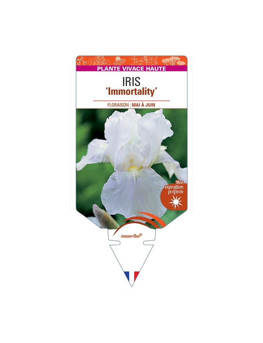 IRIS (germanica) Immortality