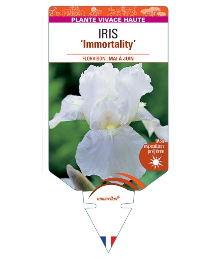 IRIS (germanica) Immortality