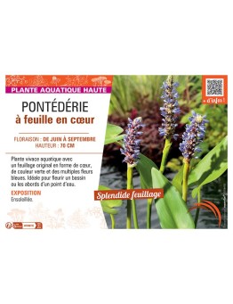PONTEDERIE à FEUILLE EN CŒUR (bleu)