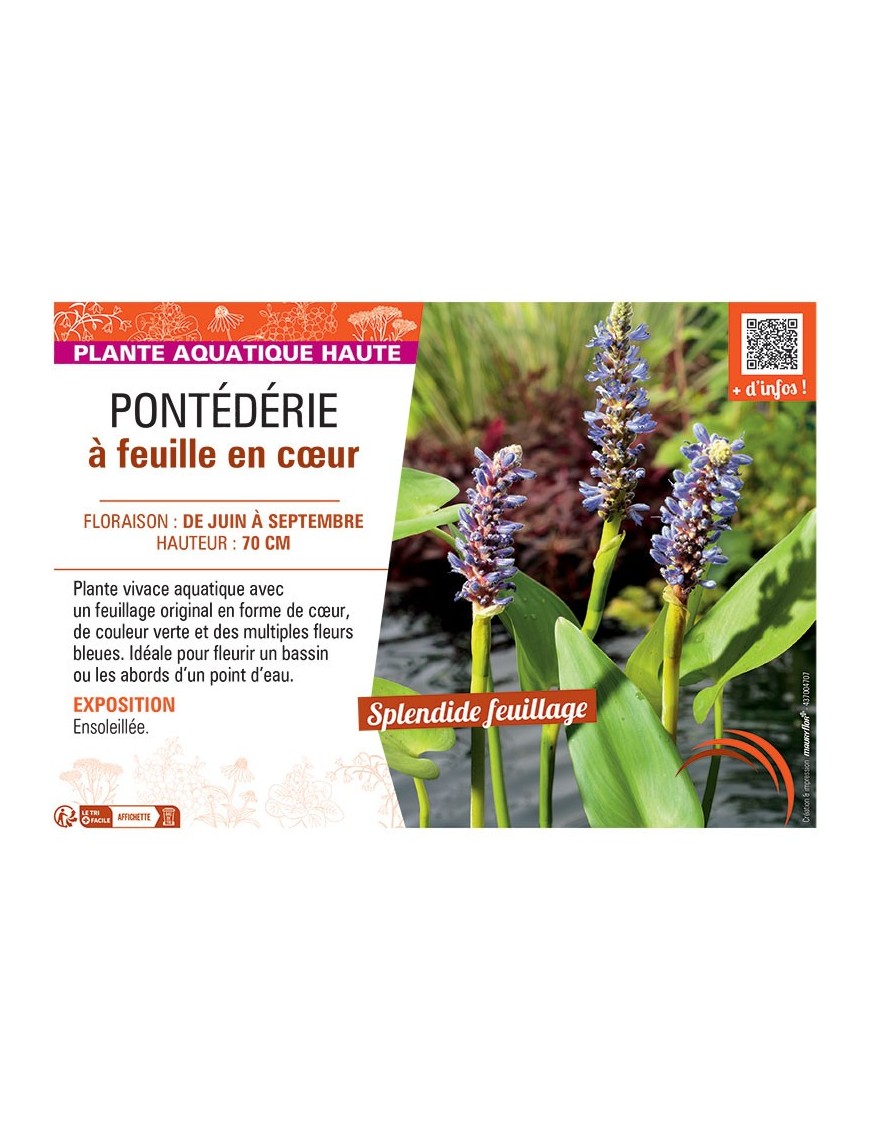 PONTEDERIE à FEUILLE EN CŒUR (bleu)