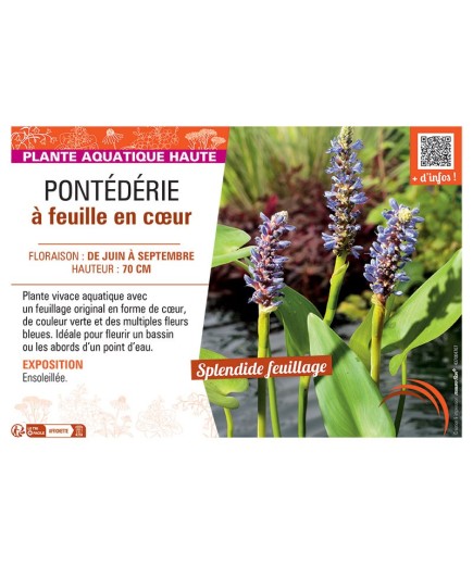 PONTEDERIE à FEUILLE EN CŒUR (bleu)