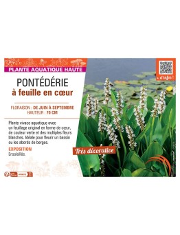 PONTEDERIE à FEUILLE EN CŒUR (blanche)