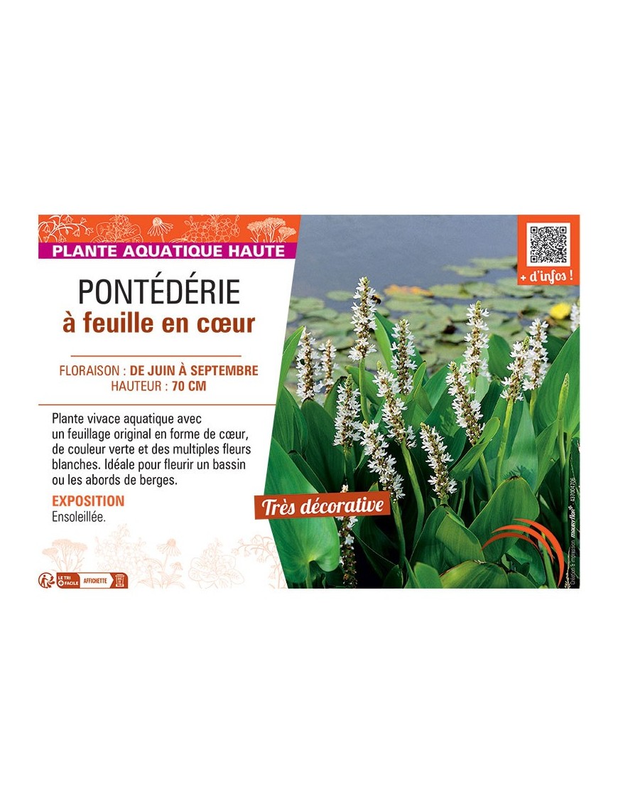 PONTEDERIE à FEUILLE EN CŒUR (blanche)