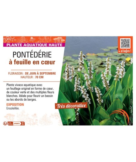PONTEDERIE à FEUILLE EN CŒUR (blanche)