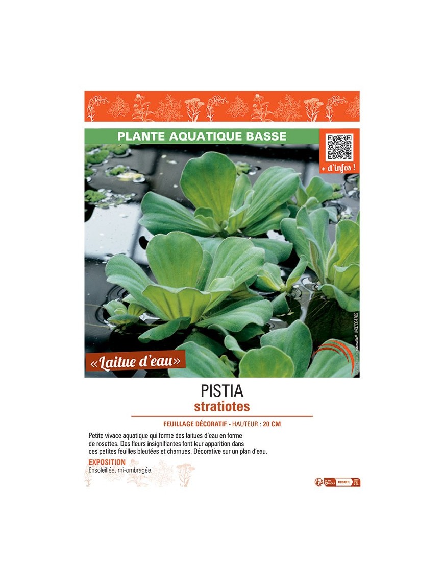 PISTIA STRATIOTES