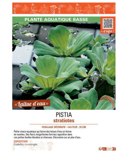 PISTIA STRATIOTES
