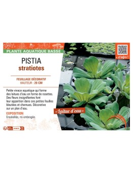 PISTIA STRATIOTES