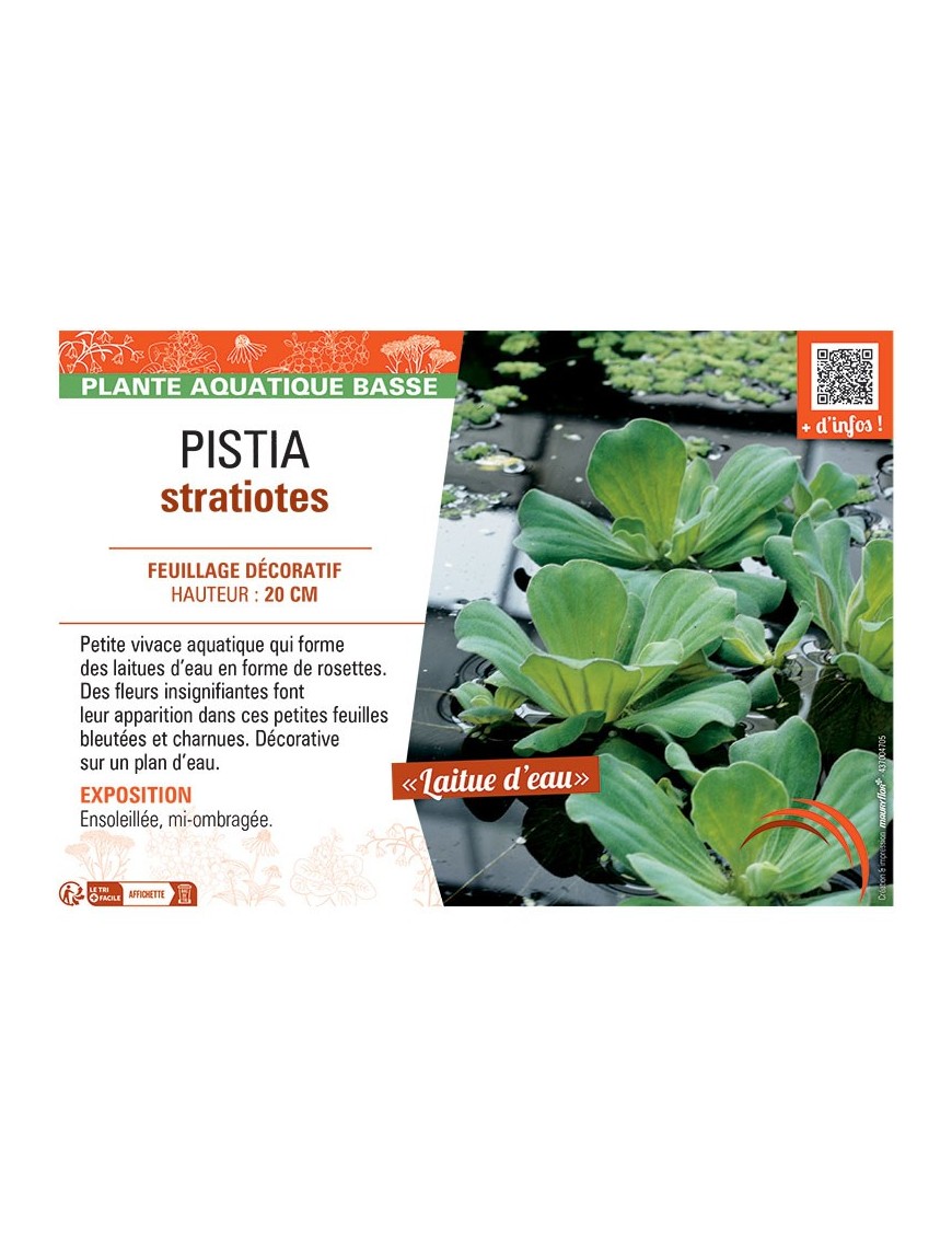 PISTIA STRATIOTES