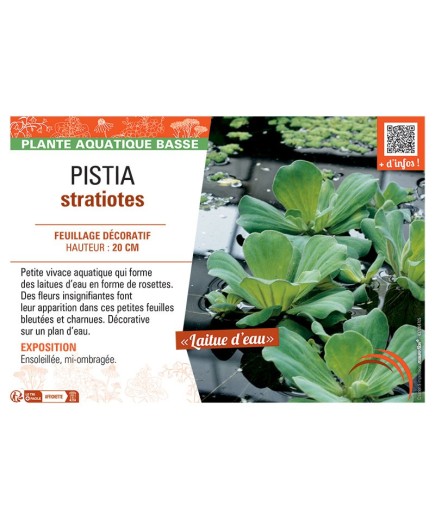 PISTIA STRATIOTES