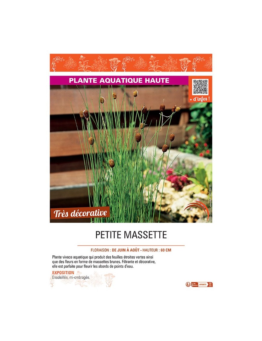 PETITE MASSETTE
