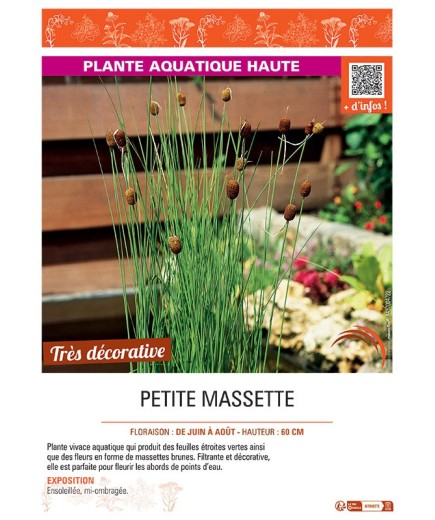 PETITE MASSETTE
