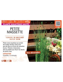 PETITE MASSETTE