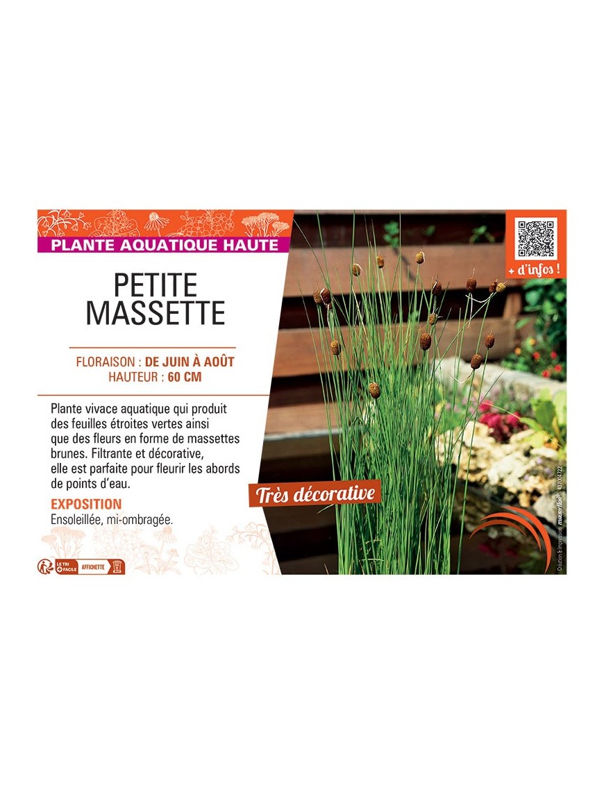 PETITE MASSETTE