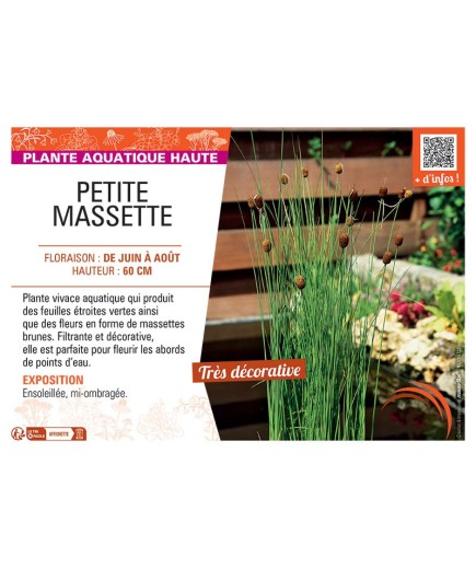 PETITE MASSETTE