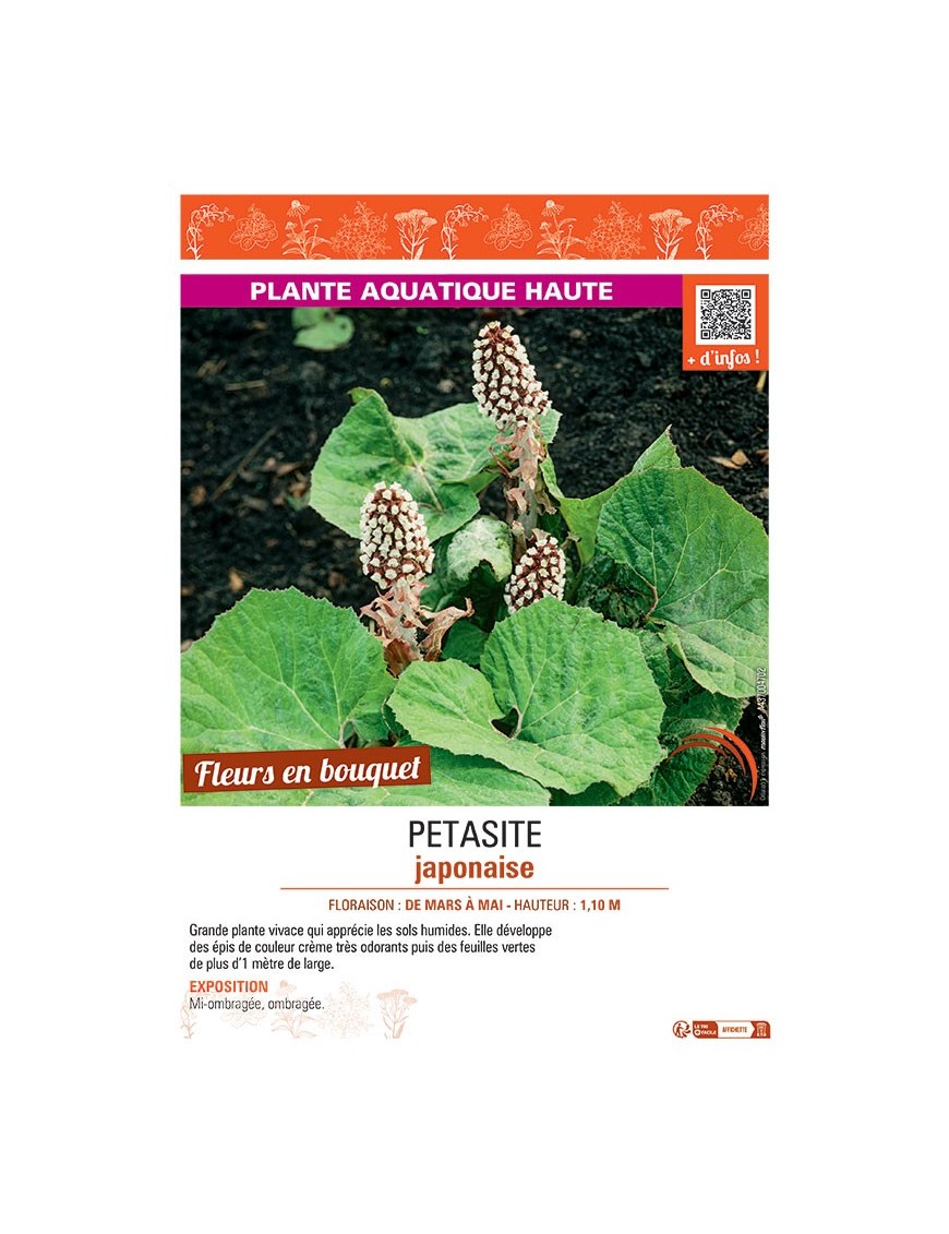 PETASITE JAPONAISE