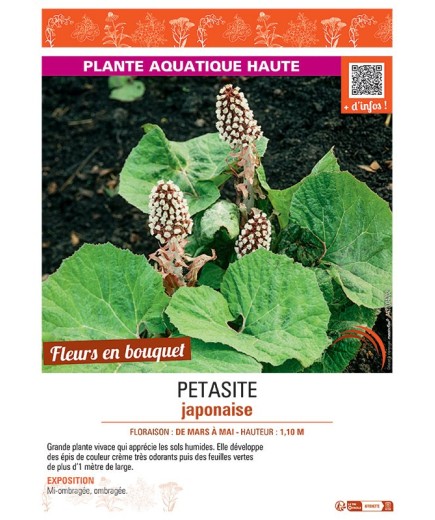 PETASITE JAPONAISE
