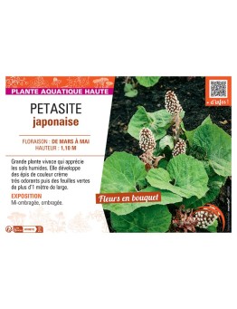 PETASITE JAPONAISE