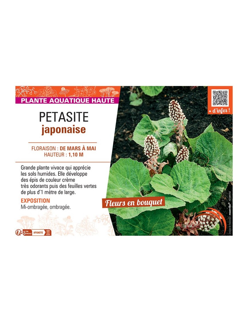 PETASITE JAPONAISE