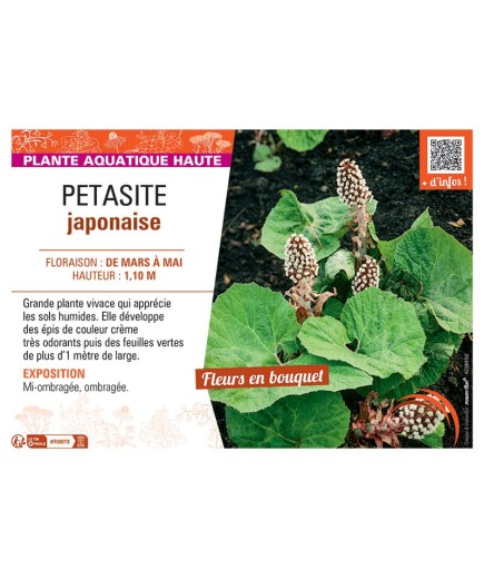 PETASITE JAPONAISE