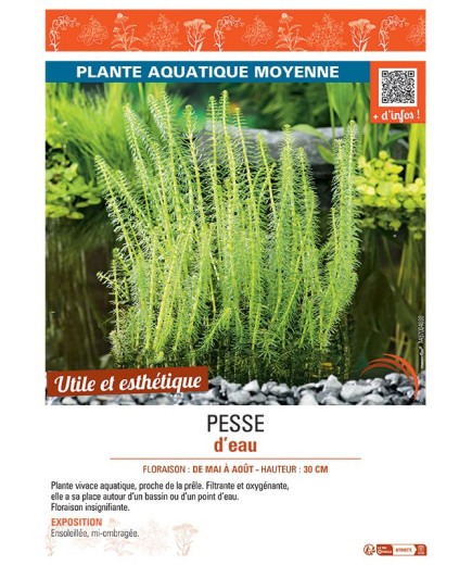 PESSE D'EAU