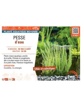 PESSE D'EAU