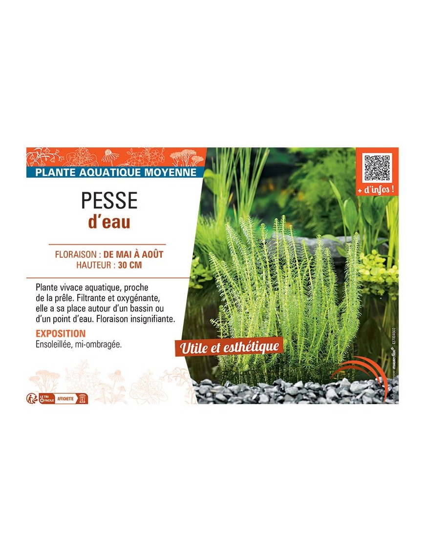 PESSE D'EAU