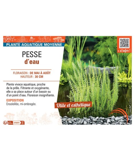 PESSE D'EAU