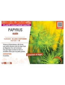 PAPYRUS NAIN