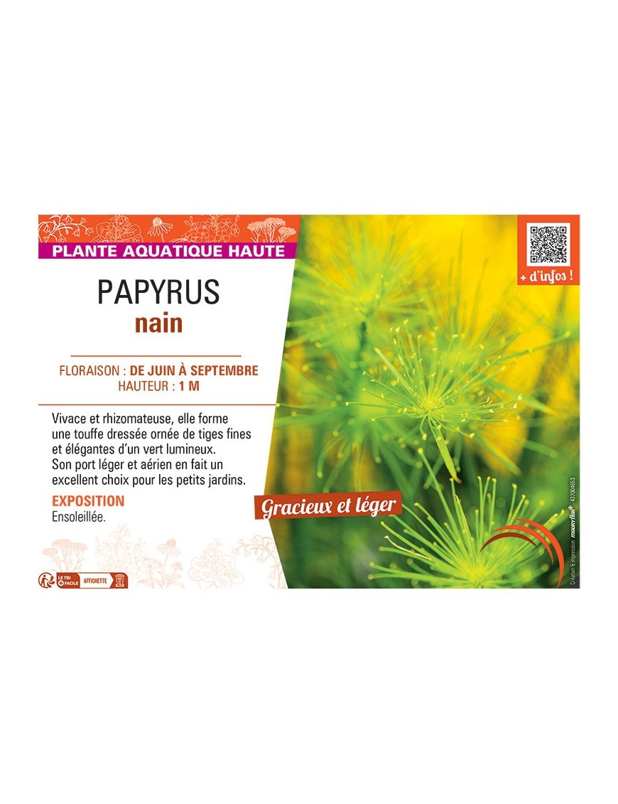 PAPYRUS NAIN