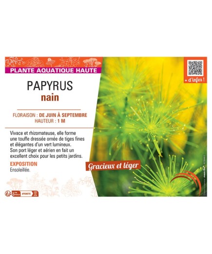PAPYRUS NAIN