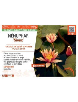 NENUPHAR SIOUX
