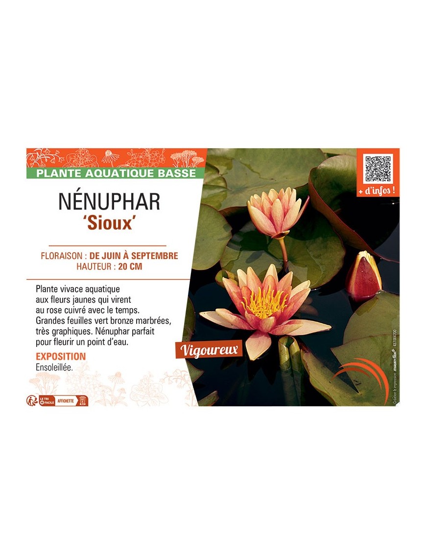 NENUPHAR SIOUX