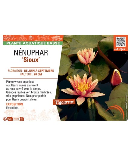NENUPHAR SIOUX