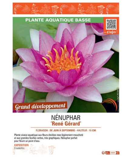 NENUPHAR RENE GERARD