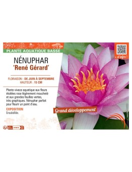 NENUPHAR RENE GERARD