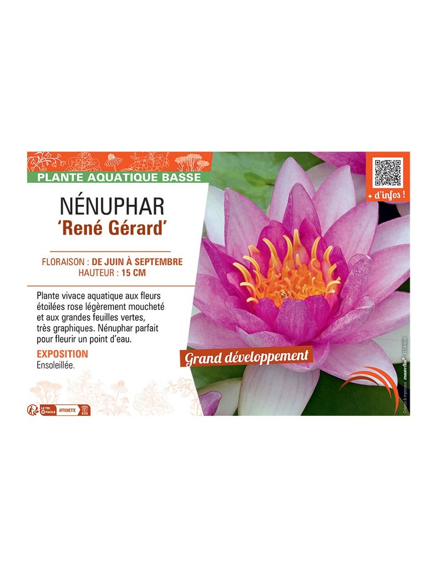 NENUPHAR RENE GERARD