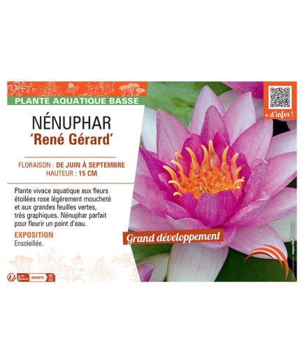 NENUPHAR RENE GERARD