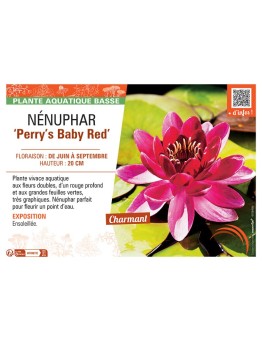 NENUPHAR PERRY'S BABY RED