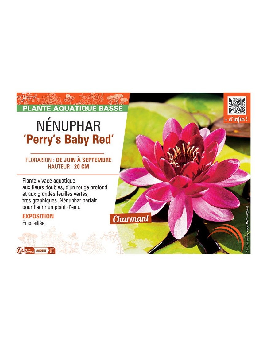 NENUPHAR PERRY'S BABY RED