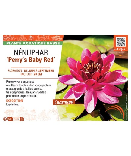 NENUPHAR PERRY'S BABY RED