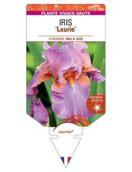 IRIS (germanica) Laurie