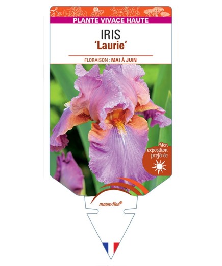 IRIS (germanica) Laurie