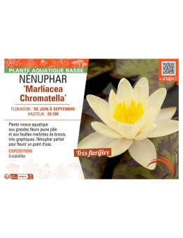 NENUPHAR MARLIACEA CHROMOTELLA