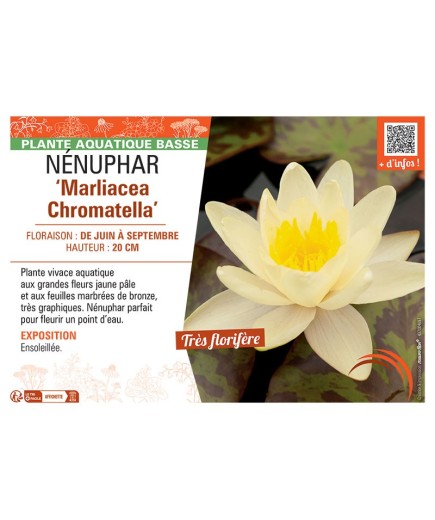 NENUPHAR MARLIACEA CHROMOTELLA